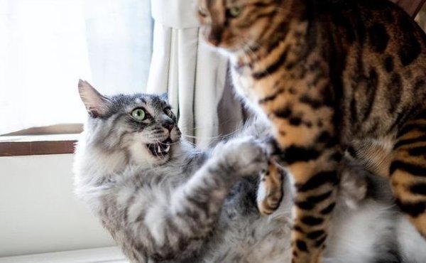 配资杠杆官方网站 猫咪突然抓人咬人？三招教你找出原因，轻松搞定！